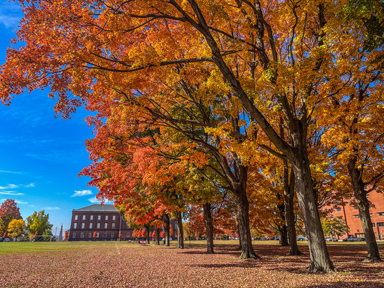 campus green in the fall