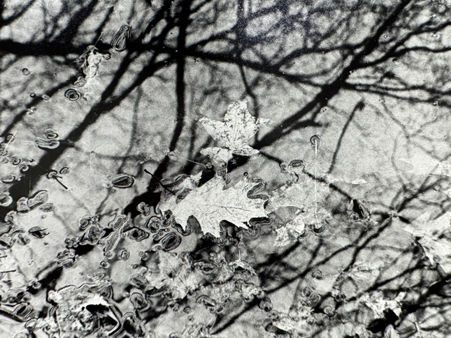 black and white photogaph of leaves in rippling water